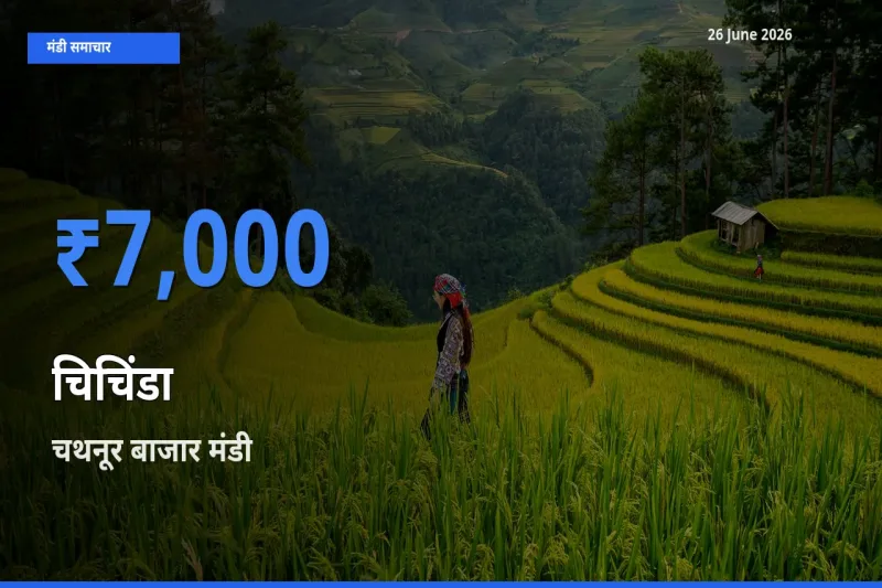 बाज़ार संकेत: चथनूर बाजार बना चिचिंडा के लिए आज की टॉप मंडी