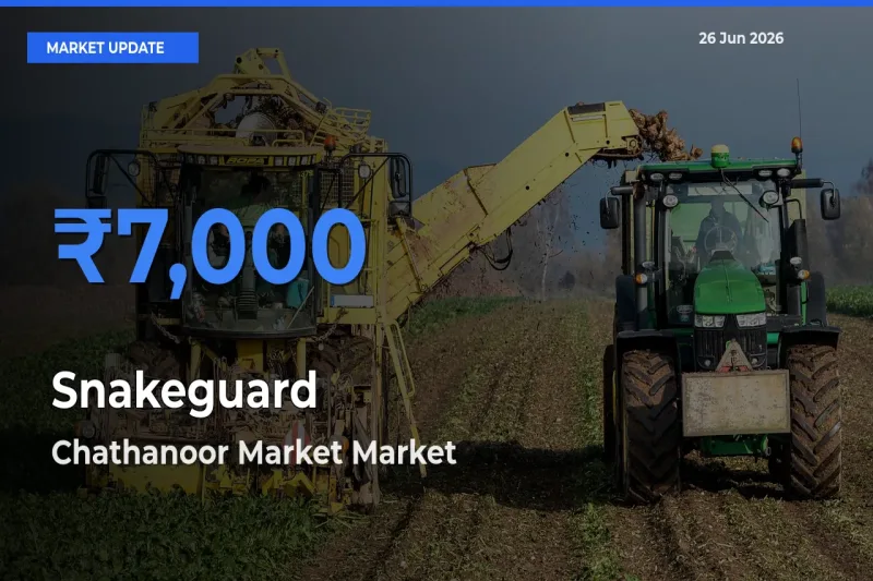 Snakeguard Mandi Rate Today: Chathanoor Market Tops the List