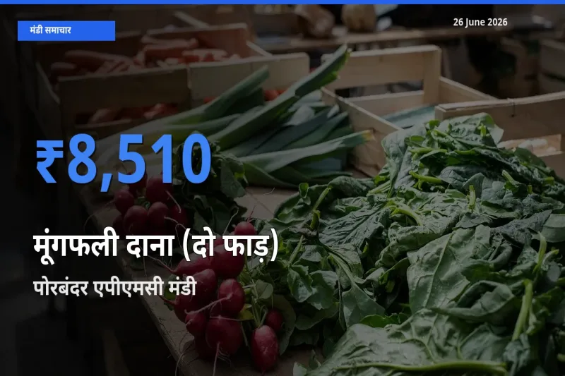 आज का मंडी भाव: मूंगफली दाना (दो फाड़) के सबसे ज़्यादा दाम पोरबंदर एपीएमसी में