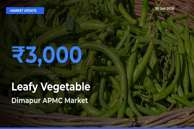 Market Watch: Dimapur APMC Becomes Top Mandi for Leafy Vegetable