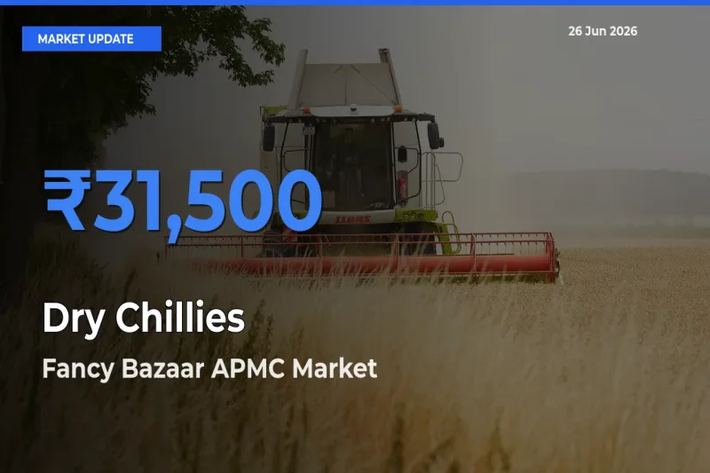 Dry Chillies Mandi Rate Today: Fancy Bazaar APMC Tops the List
