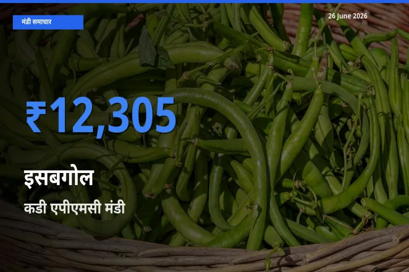 किसानों की पसंद बना कडी एपीएमसी, इसबगोल के सबसे अच्छे दाम
