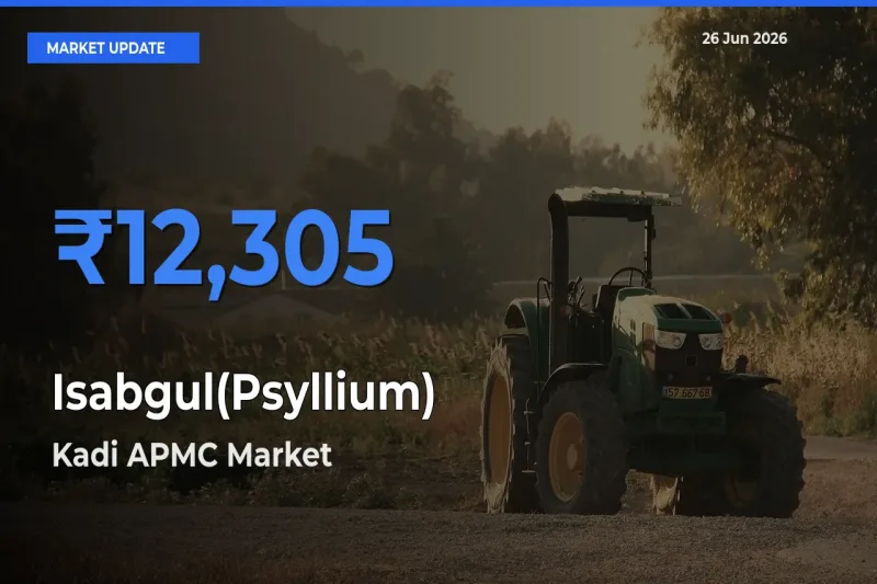 Kadi APMC Tops Isabgul(Psyllium) Rates – June 26 Market Update