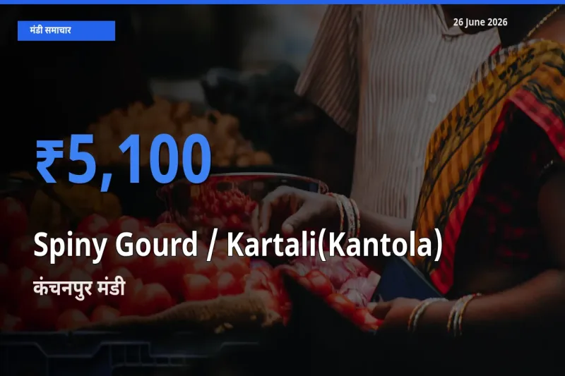 आज Spiny Gourd / Kartali(Kantola)
 के सबसे ऊँचे दाम ₹5,100 कंचनपुर मंडी में