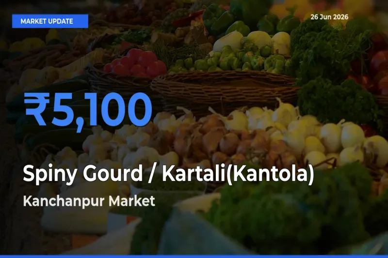Kanchanpur Emerges as Top Mandi for Spiny Gourd / Kartali(Kantola)
 Prices Today