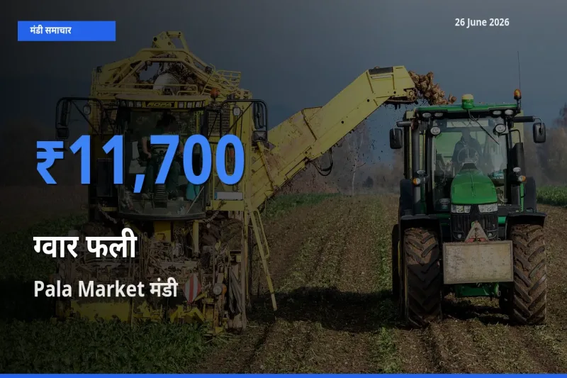 Pala Market मंडी में आज ग्वार फली के सबसे ऊँचे दाम दर्ज