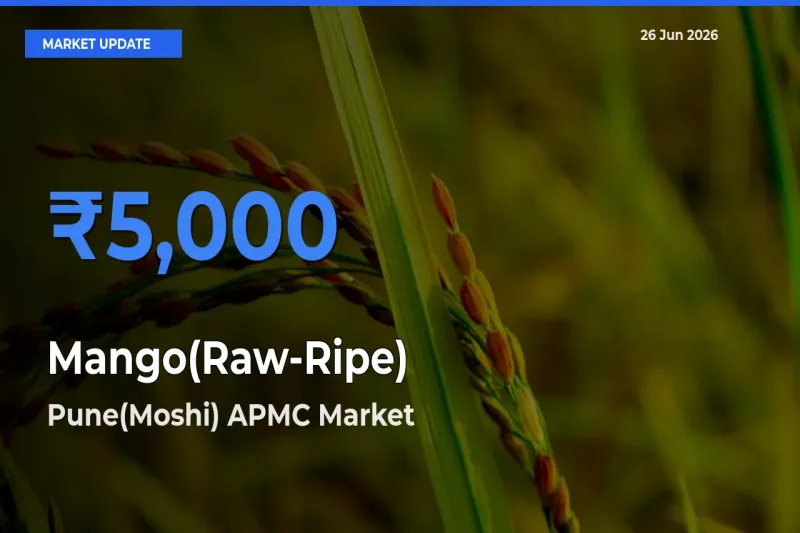 Top Performer! Pune(Moshi) APMC Offers Best Mango(Raw-Ripe) Price Today