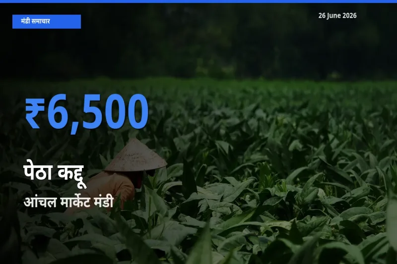 आंचल मार्केट मंडी में आज पेठा कद्दू के सबसे ऊँचे दाम दर्ज