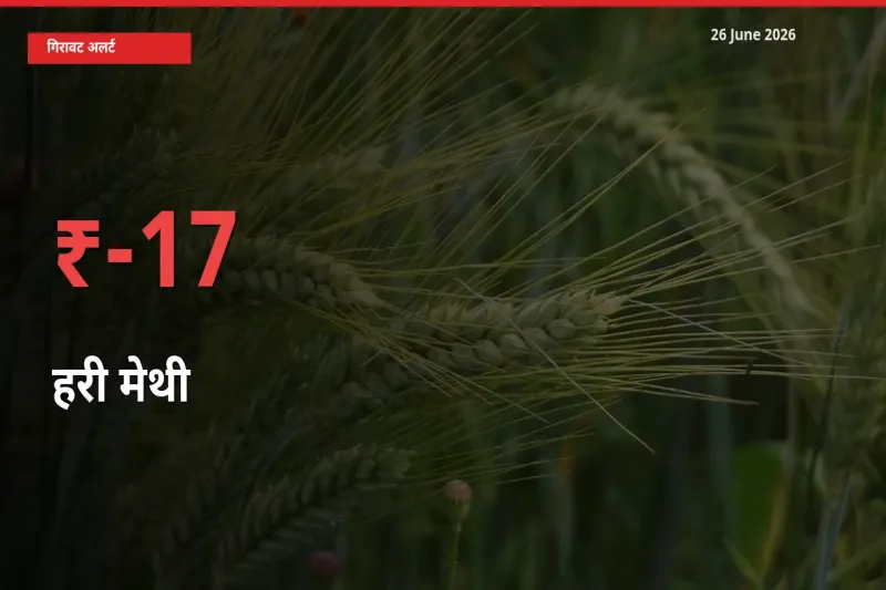 17.13% की गिरावट! मंडी में हरी मेथी के दाम अचानक टूटे