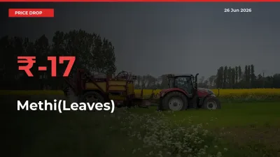 Methi(Leaves) Prices Drop 17.13% – June 26 Market Update from Mandis