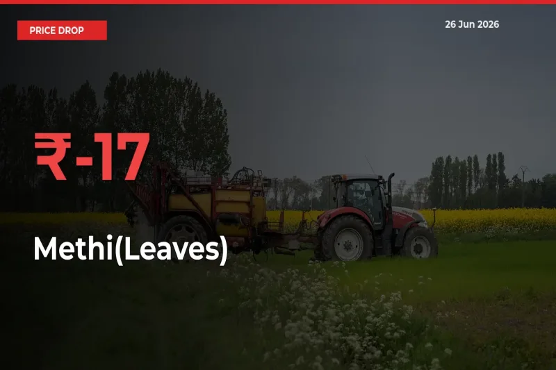 Methi(Leaves) Prices Drop 17.13% – June 26 Market Update from Mandis