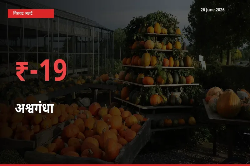 18.69% की गिरावट! मंडी में अश्वगंधा के दाम अचानक टूटे