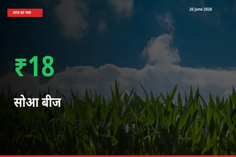 तेज़ तेजी! मंडी में सोआ बीज के दाम 17.55% चढ़े
