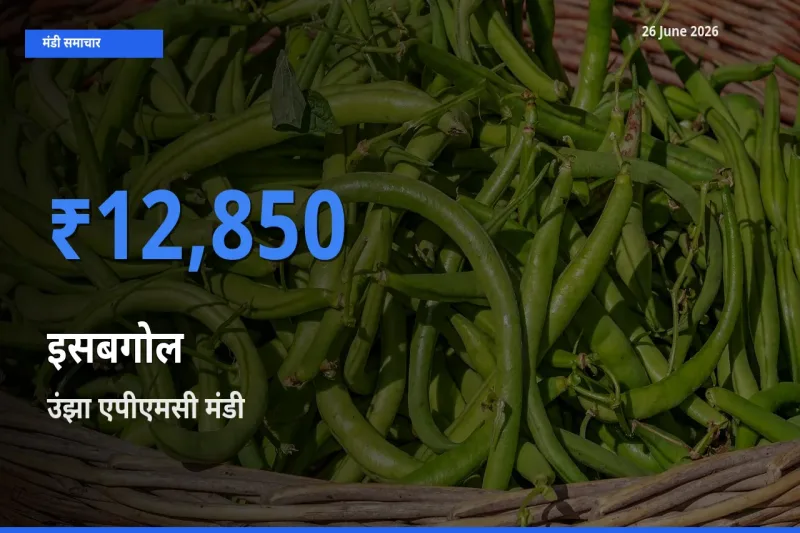 आज का मंडी भाव: इसबगोल के सबसे ज़्यादा दाम उंझा एपीएमसी में