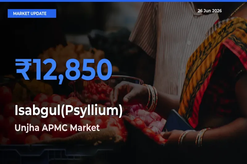 Unjha APMC Emerges as Top Mandi for Isabgul(Psyllium) Prices Today