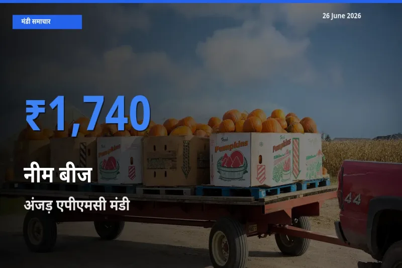 आज नीम बीज के सबसे ज़्यादा दाम अंजड़ एपीएमसी मंडी में दर्ज