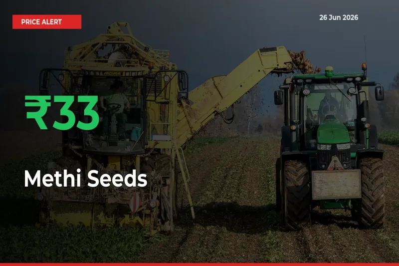 Sudden 33.08% Rally in Methi Seeds Prices Across Mandis