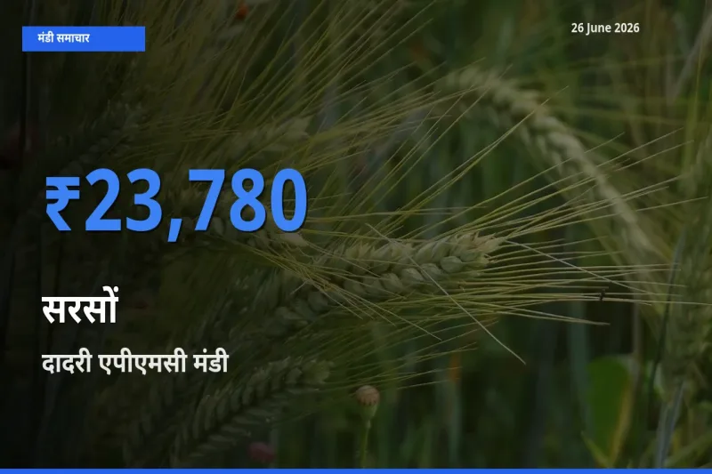आज सरसों के सबसे ज़्यादा दाम दादरी एपीएमसी मंडी में दर्ज