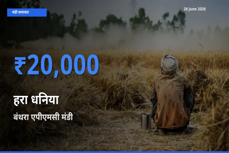 बाज़ार संकेत: बंथरा एपीएमसी बना हरा धनिया के लिए आज की टॉप मंडी