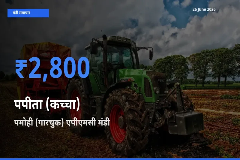 किसानों की पसंद बना पमोही (गारचुक) एपीएमसी, पपीता (कच्चा) के सबसे अच्छे दाम