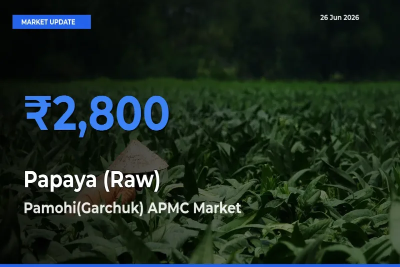 Farmers Prefer Pamohi(Garchuk) APMC as Papaya (Raw) Hits Highest Rate