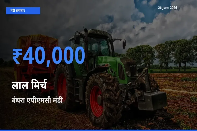 बंथरा एपीएमसी मंडी में आज लाल मिर्च के सबसे ऊँचे दाम दर्ज