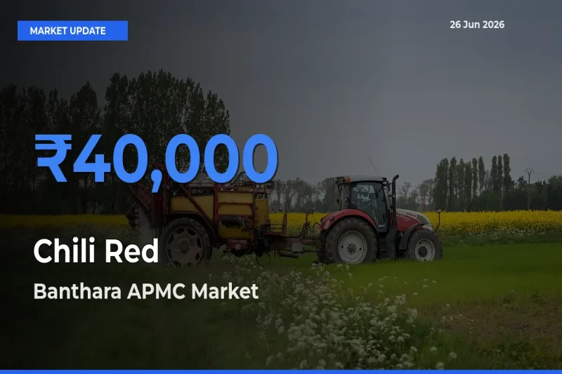 Banthara APMC Emerges as Top Mandi for Chili Red Prices Today
