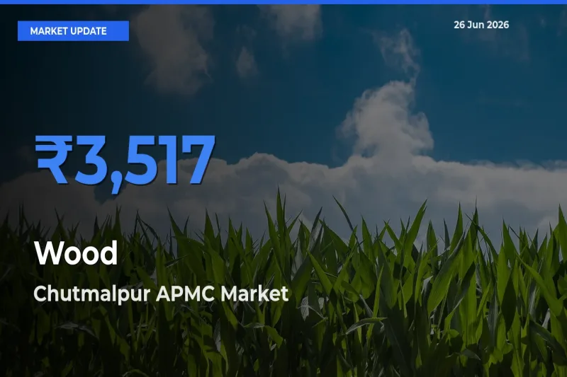 Chutmalpur APMC Emerges as Top Mandi for Wood Prices Today