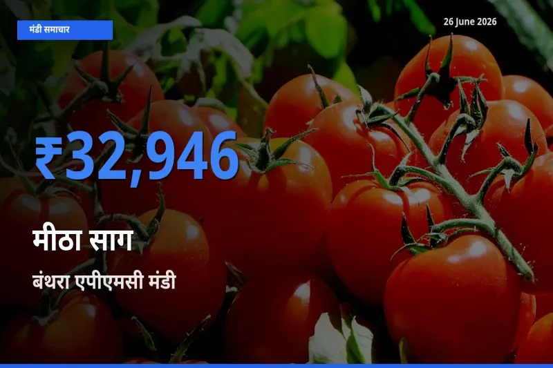 बंथरा एपीएमसी में मीठा साग का आज सबसे ऊँचा भाव