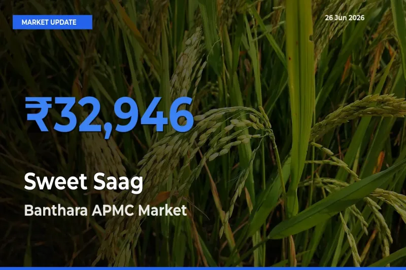 Banthara APMC Emerges as Top Mandi for Sweet Saag Prices Today