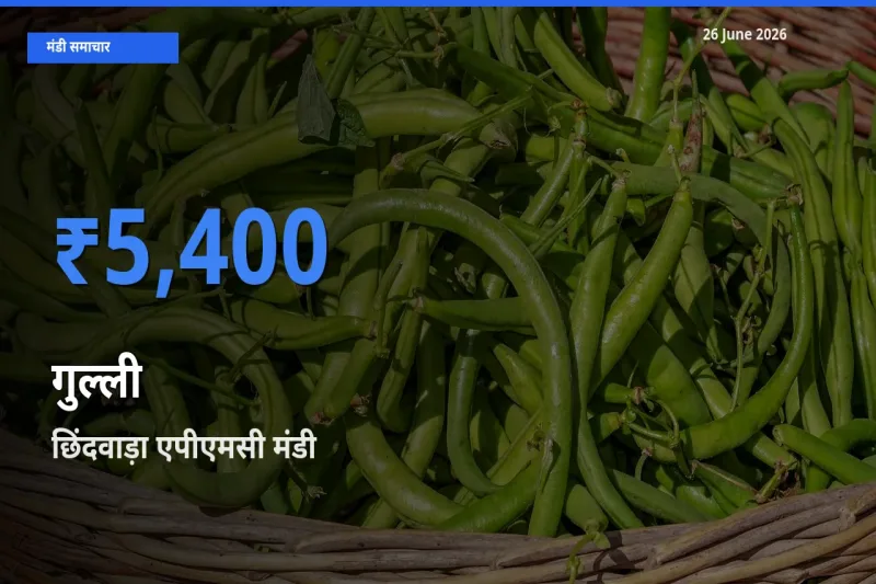 छिंदवाड़ा एपीएमसी में गुल्ली का आज सबसे ऊँचा भाव