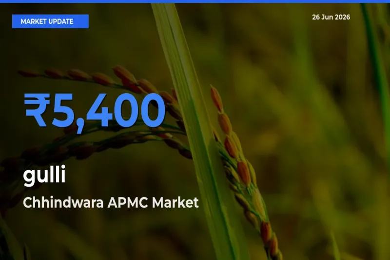 Chhindwara APMC Leads as Top Mandi for gulli Prices