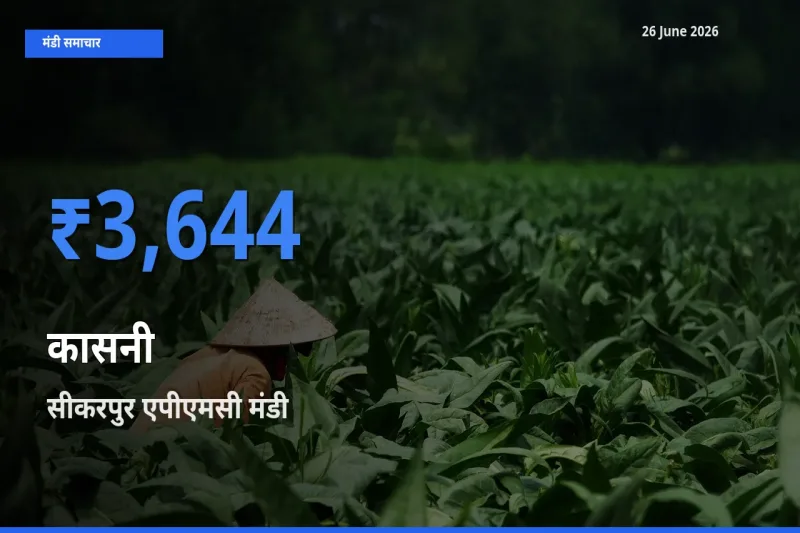 आज कासनी के सबसे ज़्यादा दाम सीकरपुर एपीएमसी मंडी में दर्ज