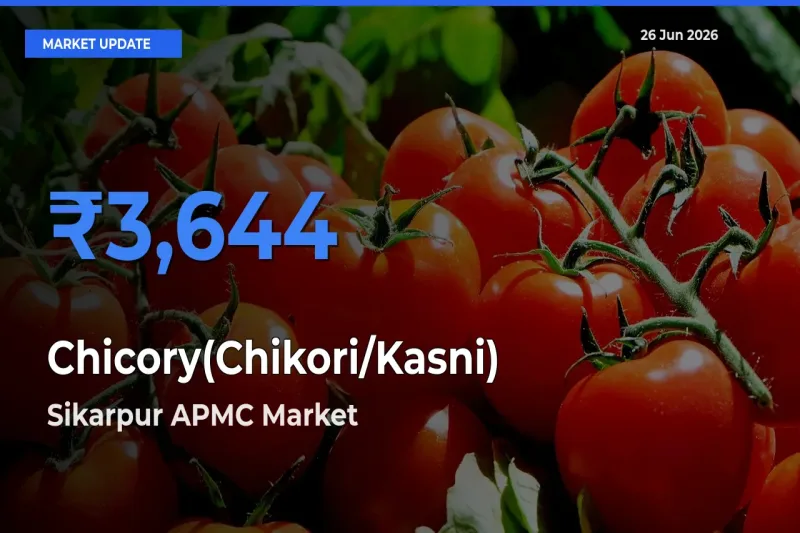 Sikarpur APMC Tops Chicory(Chikori/Kasni) Rates – June 26 Market Update