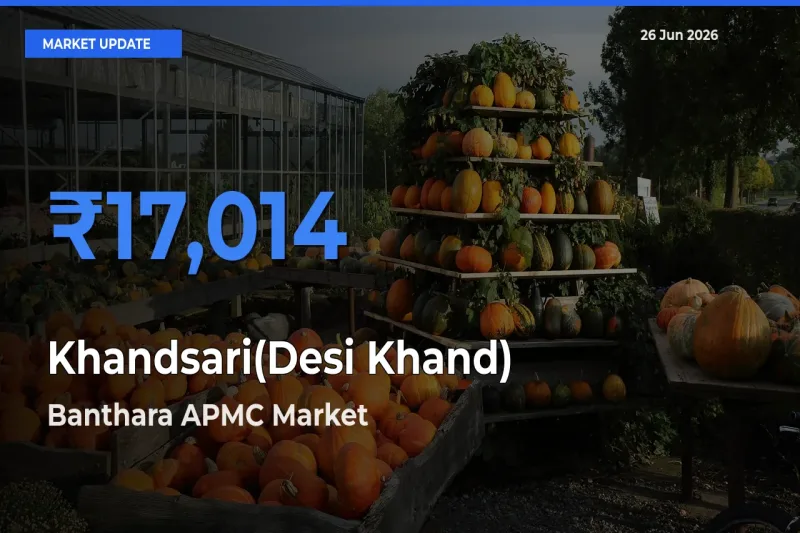 Banthara APMC Tops Khandsari(Desi Khand) Rates – June 26 Market Update