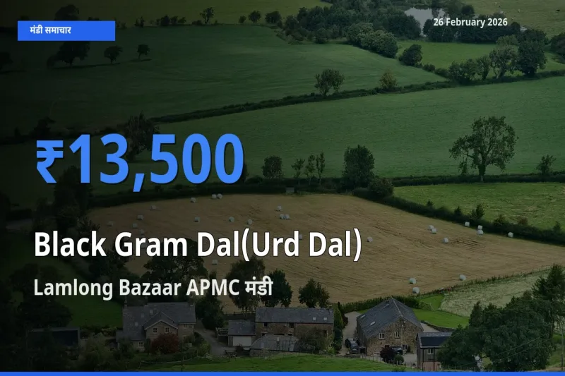 Lamlong Bazaar APMC मंडी में Black Gram Dal(Urd Dal) ₹13,500 पर पहुँचा – आज का सर्वोच्च भाव