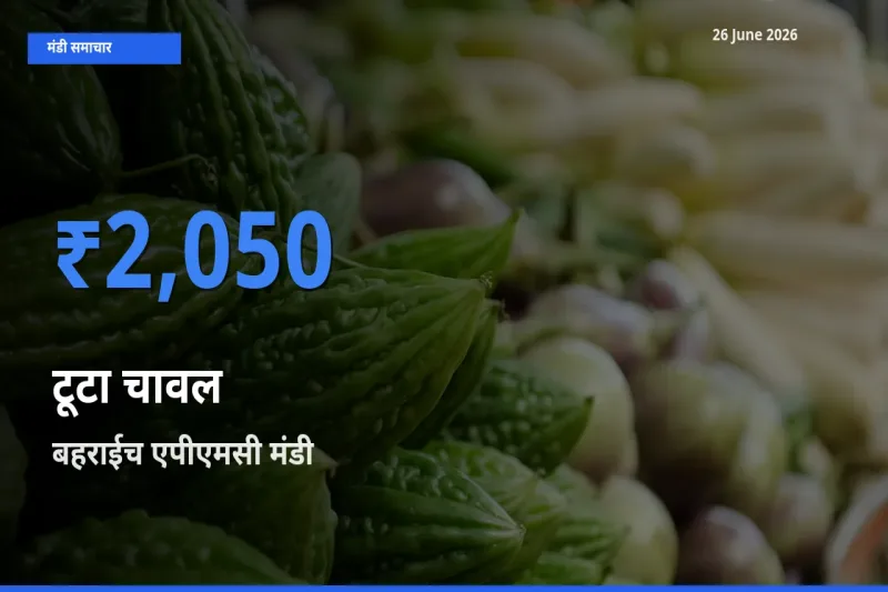 बाज़ार संकेत: बहराईच एपीएमसी बना टूटा चावल के लिए आज की टॉप मंडी