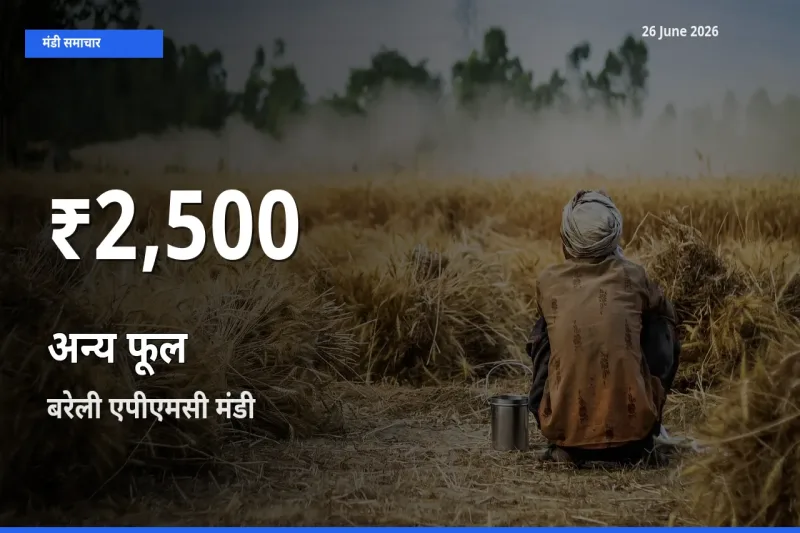 आज का मंडी भाव: बरेली एपीएमसी में अन्य फूल 30 दिन के सबसे कम स्तर पर