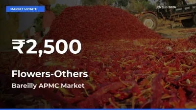 Flowers-Others Mandi Rate Today: 30-Day Low Recorded in Bareilly APMC
