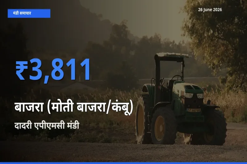 26 June अपडेट: बाजरा (मोती बाजरा/कंबू) के सबसे ऊँचे दाम दादरी एपीएमसी मंडी में