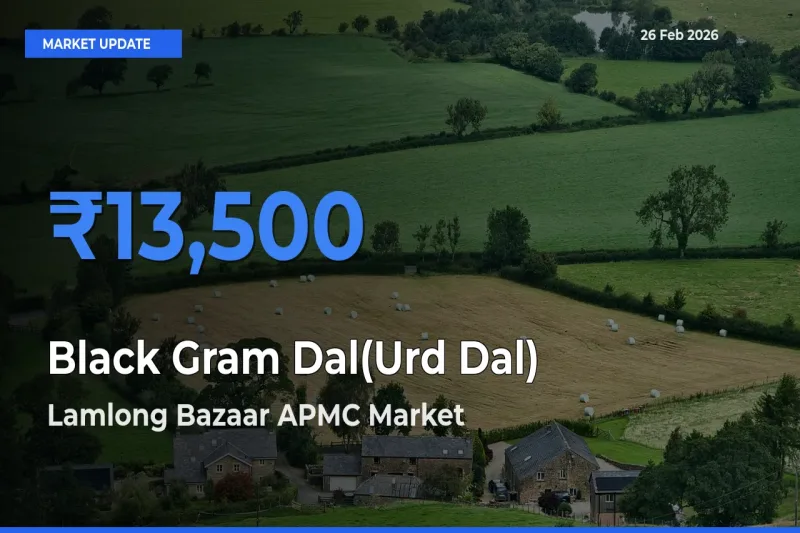 Lamlong Bazaar APMC Offers ₹13,500 – Highest Black Gram Dal(Urd Dal) Rate Today