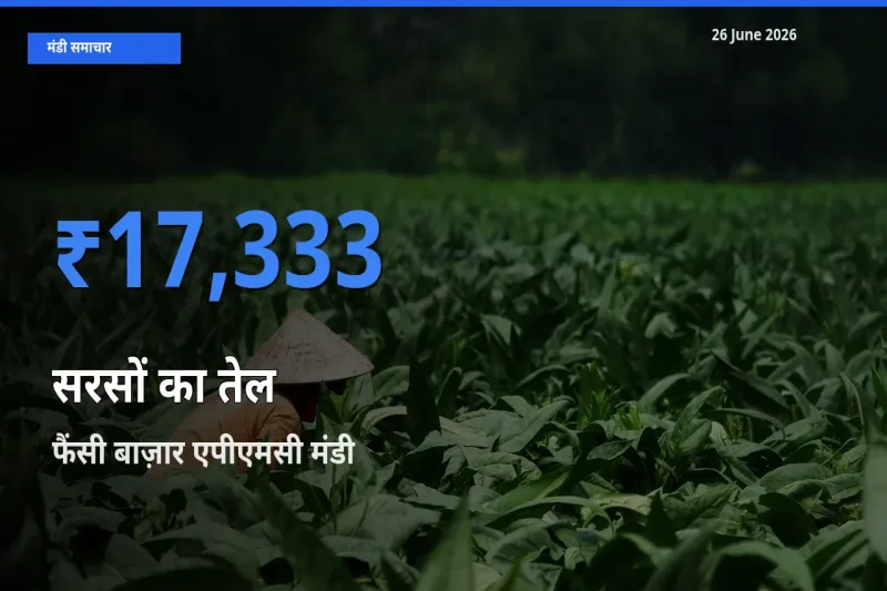 26 June अपडेट: सरसों का तेल के सबसे ऊँचे दाम फैंसी बाज़ार एपीएमसी मंडी में