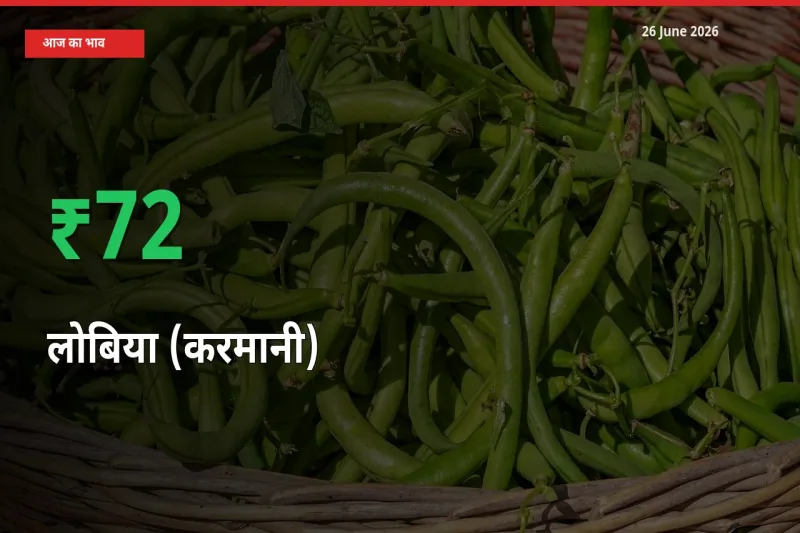 स्थानीय मंडी में लोबिया (करमानी) के दाम अचानक 71.79% उछले, किसान सतर्क