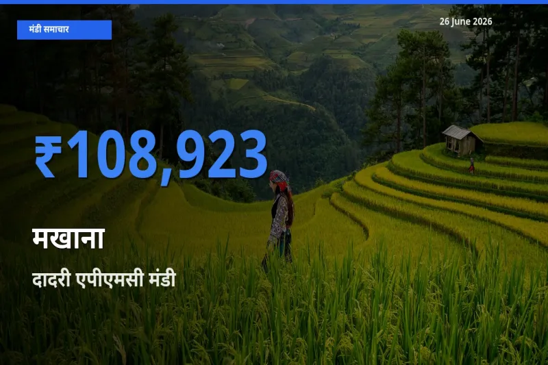 किसानों की पसंद बना दादरी एपीएमसी, मखाना के सबसे अच्छे दाम