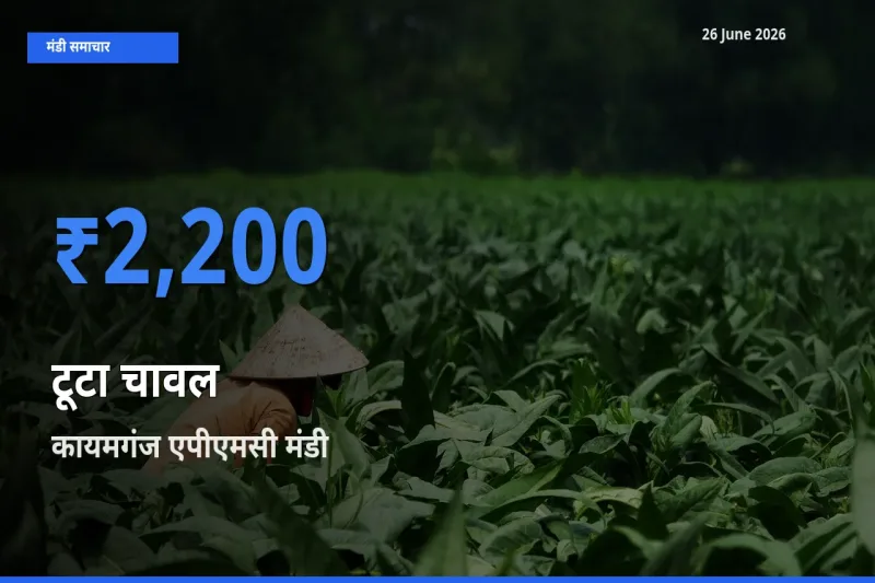 26 June अपडेट: टूटा चावल के सबसे ऊँचे दाम कायमगंज एपीएमसी मंडी में