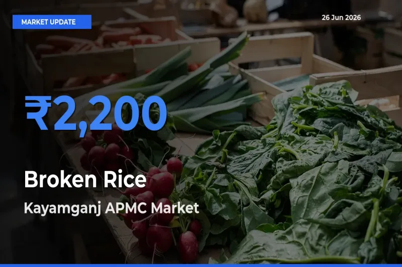 Kayamganj APMC Tops Broken Rice Mandi Rates Today
