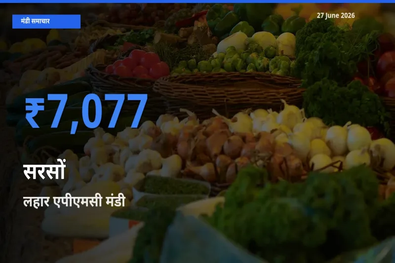 बाज़ार संकेत: लहार एपीएमसी बना सरसों के लिए आज की टॉप मंडी