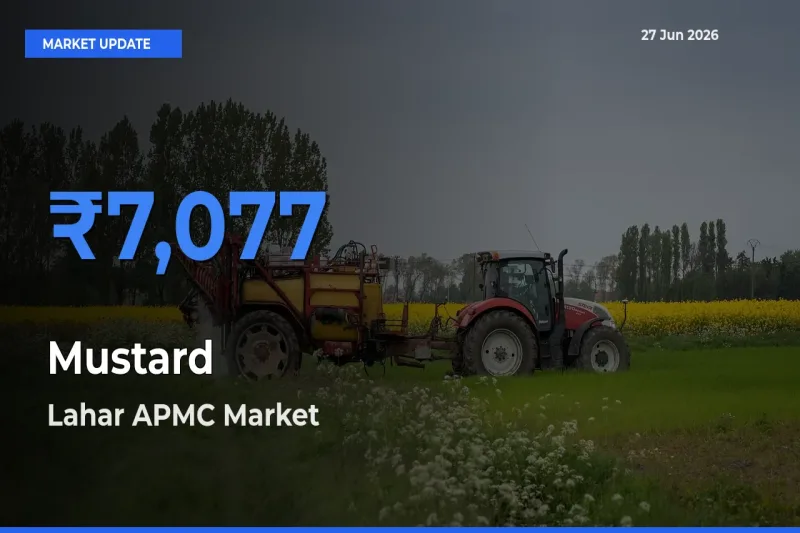 Lahar APMC Offers ₹7,077 – Highest Mustard Rate Today