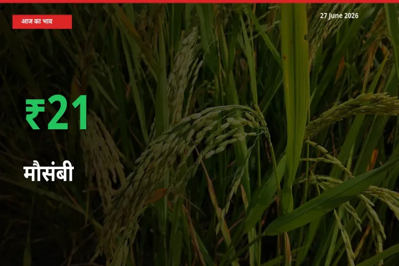 तेज़ तेजी! मंडी में मौसंबी के दाम 20.93% चढ़े