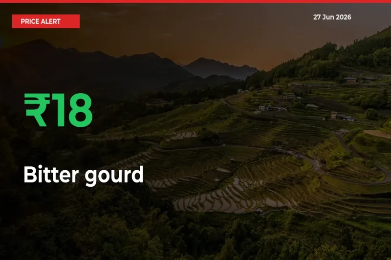 This Mandi Records 18.25% Jump in Bitter gourd Prices